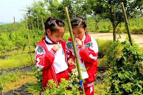 九江市外國(guó)語(yǔ)實(shí)驗(yàn)小學(xué)到禮淶景區(qū)開展 踐行勞動(dòng)教育,傳承農(nóng)耕文化 主題活動(dòng)